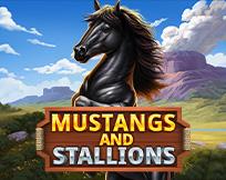 Mustang and Stallions